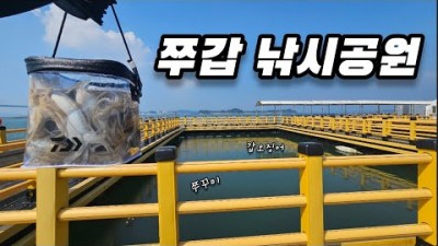 원산도 해상낚시공원 쭈꾸미 갑오징어낚시 예약방법 및 조황정보